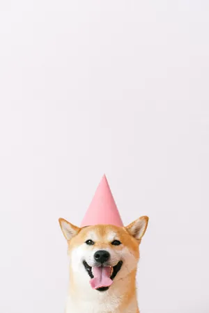 Corgi Party Mobile Wallpaper