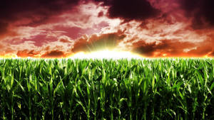 Corn Field Agriculture Wallpaper