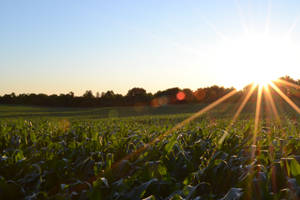 Corn Field Farm Being Touched By Sunbeams Wallpaper