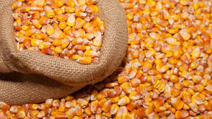 Corn Seeds Bag Wallpaper