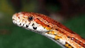 Corn Snake Head Wallpaper