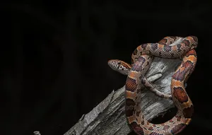 Corn Snake On Drift Wood Wallpaper