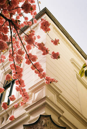 Corner Building Flowers Aesthetic Photography Wallpaper