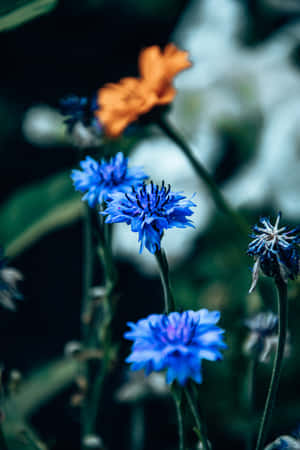 Cornflowers Blue Flowers Phone Wallpaper