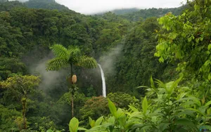 Costa Rica Arenal Forest Wallpaper