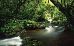 Costa Rica Magical Forest Wallpaper