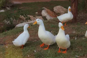 Cottagecore Aesthetic Paddling Of Ducks Wallpaper