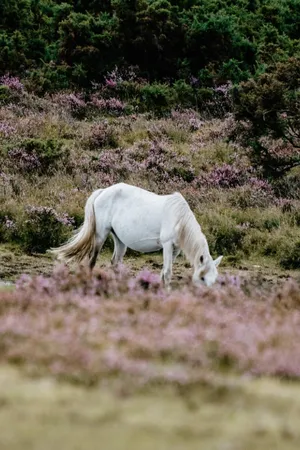 Cottagecore Farm White Horse Wallpaper