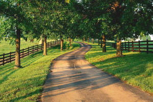 Country Road With Row Of Trees Wallpaper