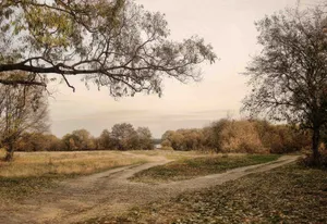 Country Roads Lead To Quiet Tree-lined Paths Wallpaper