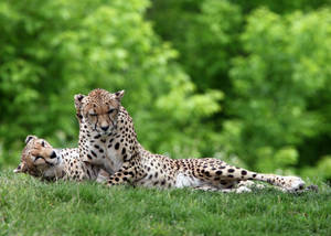 Couple Cheetah On A Grass Wallpaper