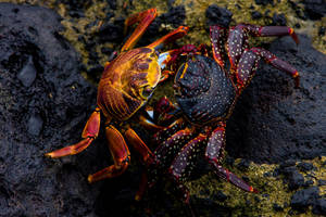 Couple Crabs In Rock Wallpaper