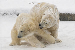 Couple Polar Bears Wallpaper