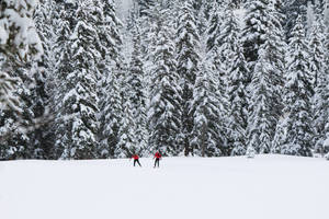Couple Skiing In Evergreens Wallpaper