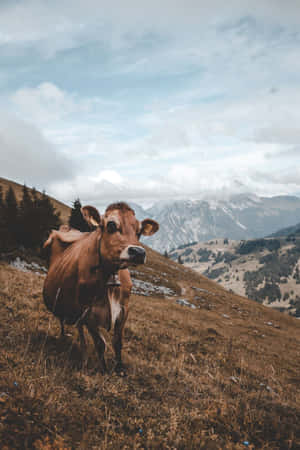 Cow Iphone Lock Screen Wallpaper