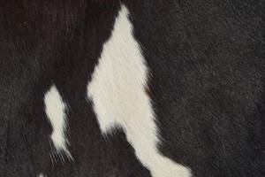 Cow Pattern Fur Wallpaper