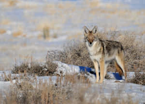 Coyote In The Open Desert Wallpaper