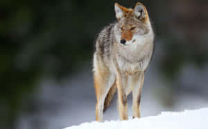 Coyote In The Winter Wallpaper