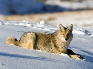Coyote Resting On The Snow Wallpaper