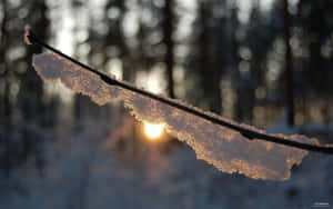 Cozy Winter Branch Snow Sunset Desktop Wallpaper