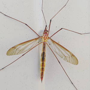 Crane Fly Wallpaper