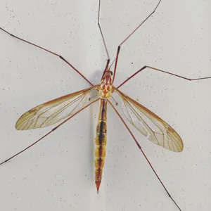 Crane Fly Wallpaper