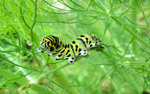 Crawling Caterpillar Insect Wallpaper
