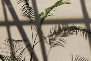 Create A Beautiful Plant Aesthetic With Desktop Wallpaper Wallpaper