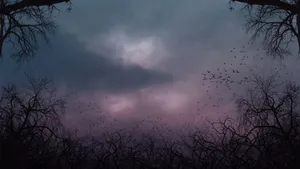 Creepy Forest Night Sky Wallpaper