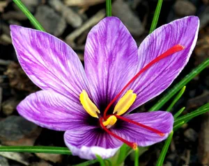 Crimson And Violet In A Saffron Crocus Wallpaper