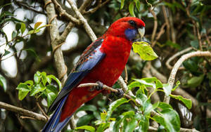 Crimson Rosella Beautiful Birds Wallpaper