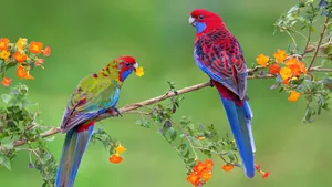 Crimson Rosella Parrots Wallpaper