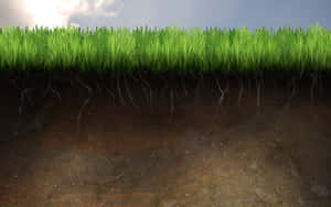 Cross Section Of Grass And Soil Wallpaper