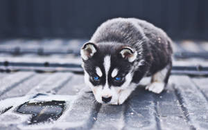 Crouching Black Husky Puppy Wallpaper