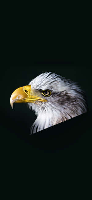 Cruise Through The Sky With Eagle Iphone Wallpaper