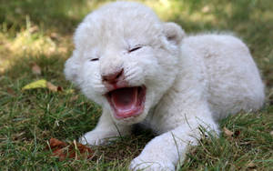 Crying White Lion Cub Wallpaper