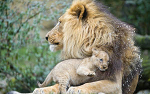 Cub Hugging Male Lion Wallpaper