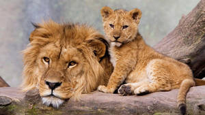 Cub Resting With Male Lion Wallpaper
