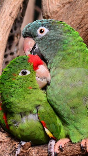 Cuddled Green Parrot Hd Wallpaper