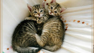Cuddling Cute Cat Hd Wallpaper