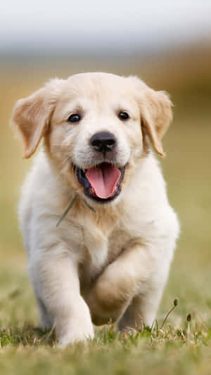 Cuddly And Energetic Golden Retriever Puppy Wallpaper
