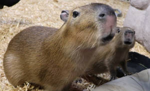 Curious Capybaras On Nest Wallpaper