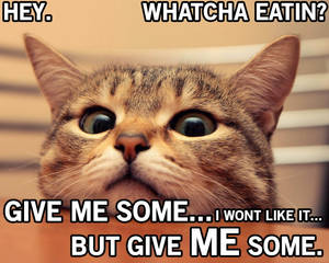 Curious Cat Funny Meme Wallpaper