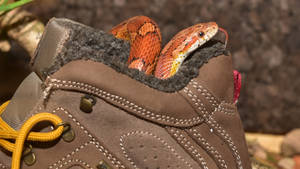 Curious Corn Snake Exploring A Shoe Wallpaper