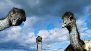 Curious Emus Under Cloudy Sky Wallpaper