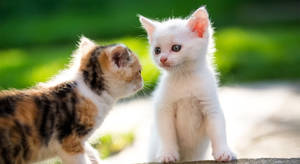 Curious Kittens Meeting Outdoors Wallpaper