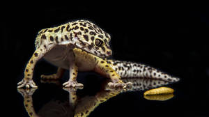 Curious Leopard Gecko On Black Wallpaper