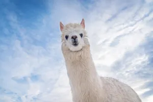 Curious Llama Up Close.jpg Wallpaper