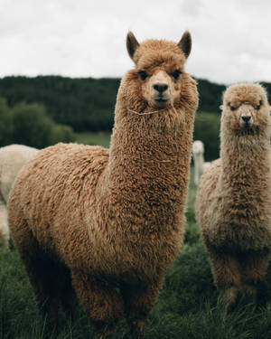 Curious Llamas Looking Wallpaper