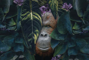 Curious Orangutan Amongst Greens Wallpaper